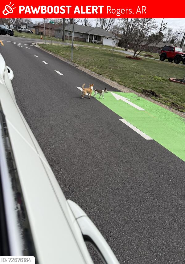 Lost Unknown Dog last seen 13th and Pine St , Rogers, AR 72756