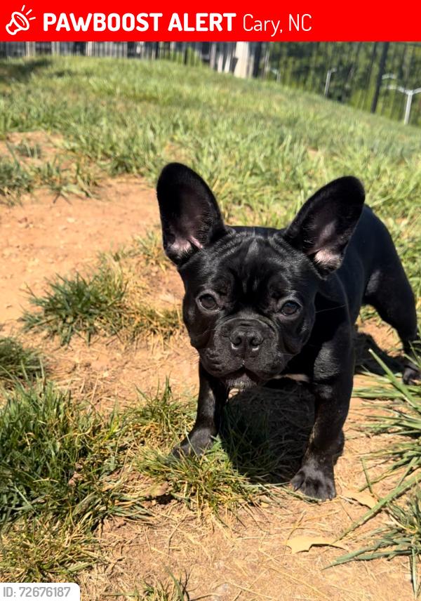Lost Female Dog last seen Near amber ridge, Cary, NC 27511