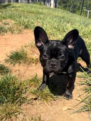 Lost Female Dog last seen Near amber ridge, Cary, NC 27511
