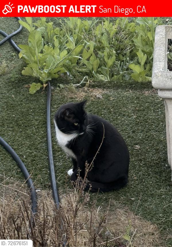 Lost Male Cat last seen Flanders Drive, San Diego, CA 92126