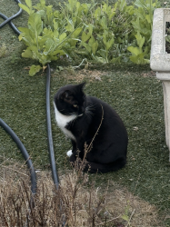 Lost Male Cat last seen Flanders Drive, San Diego, CA 92126