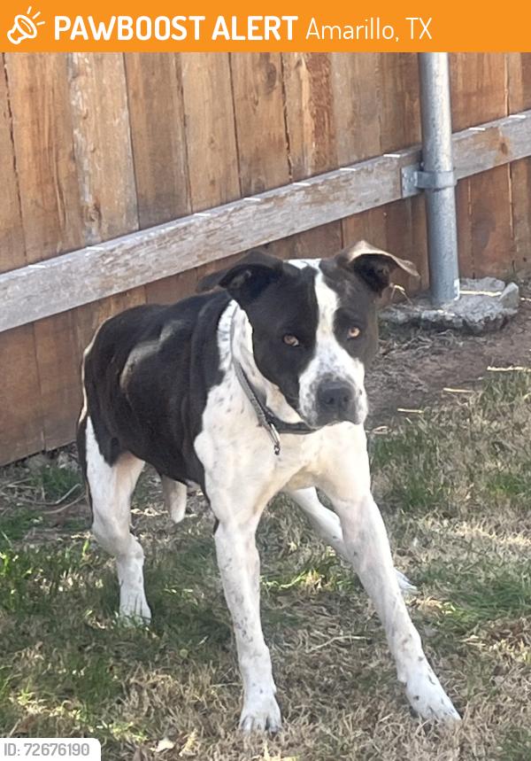 Found/Stray Unknown Dog last seen Intersection of Overlook Drive and Austin Street, Amarillo, TX 79109