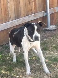 Found/Stray Unknown Dog last seen Intersection of Overlook Drive and Austin Street, Amarillo, TX 79109