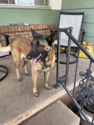 Found/Stray Female Dog last seen Sw59 Penn, Linden, PA 17744