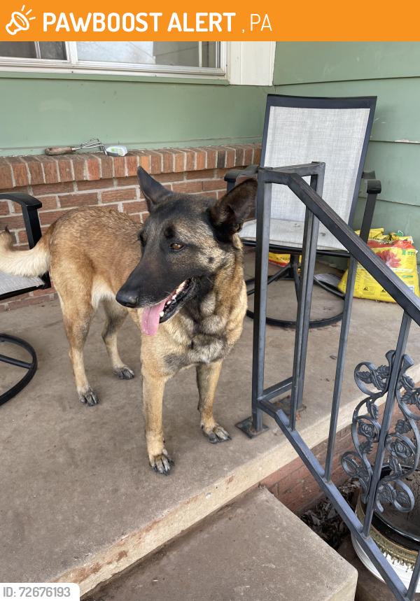 Found/Stray Female Dog last seen Sw59 Penn, Linden, PA 17744