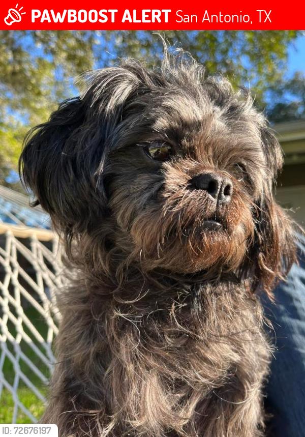 Lost Female Dog last seen Near Roger’s Dd, San Antonio, TX 78251