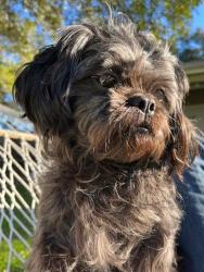 Lost Female Dog last seen Near Roger’s Dd, San Antonio, TX 78251