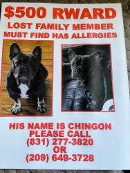 Lost Male Dog last seen Mariposa , Stockton, CA 95205