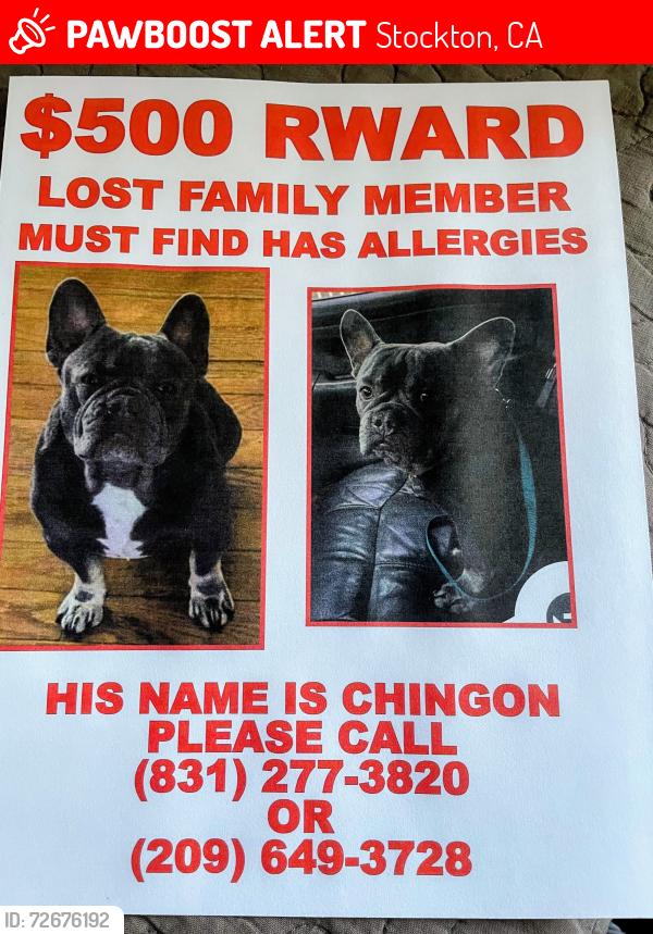 Lost Male Dog last seen Mariposa , Stockton, CA 95205
