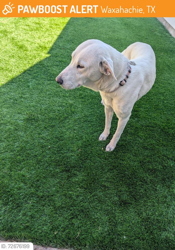Found/Stray Female Dog last seen Found at Janis and Panama loop, Waxahachie, TX 75165