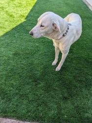 Found/Stray Female Dog last seen Found at Janis and Panama loop, Waxahachie, TX 75165
