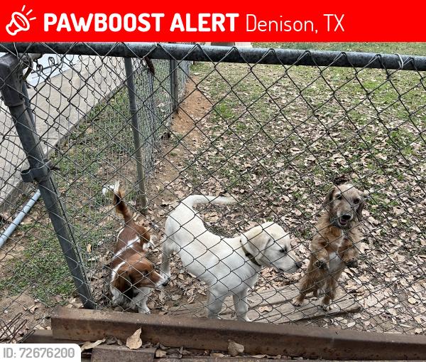 Lost Male Dog last seen Fannin, Denison, TX 75021