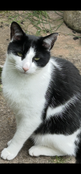Lost Male Cat last seen Dragonswell road . , Henbury, England BS10