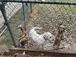 Lost Male Dog last seen Fannin, Denison, TX 75021