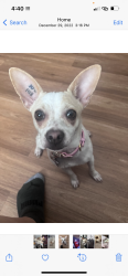 Lost Female Dog last seen Penedo Way SE, Calgary, AB T2A 3N2