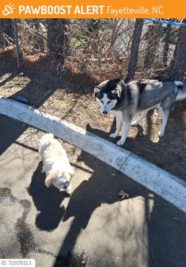 Found/Stray Male Dog last seen Marathon gas station, Fayetteville, NC 28303