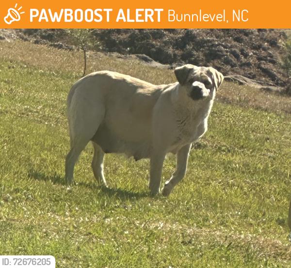 Found/Stray Unknown Dog last seen In my yard on industrial drive , Bunnlevel, NC 28323