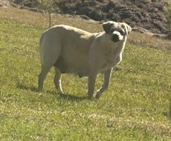Found/Stray Unknown Dog last seen In my yard on industrial drive , Bunnlevel, NC 28323