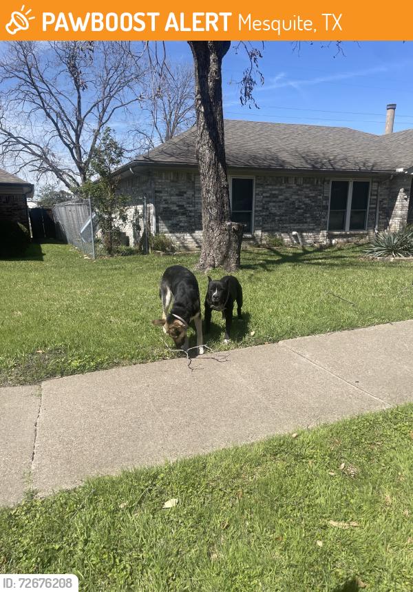 Found/Stray Male Dog last seen Rio grande pass and americana, Mesquite, TX 75150