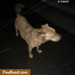 Lost Male Dog last seen Kansas and 14th st, Riverside, CA 92507