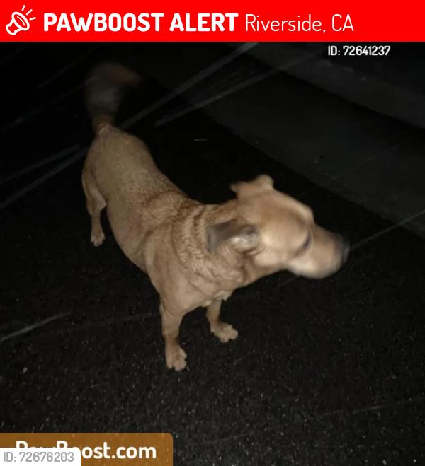 Lost Male Dog last seen Kansas and 14th st, Riverside, CA 92507