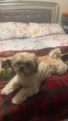 Lost Male Dog last seen Racine rd, , Randolph County, NC 27233