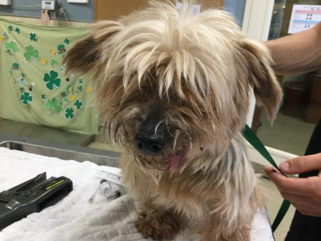 Shelter Stray Female Dog last seen Near BLOCK MORRISTOWN DR, RIVERSIDE, CA 92505, Jurupa Valley, CA 92509