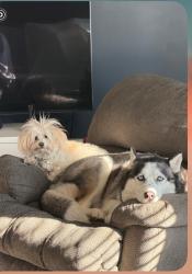 Lost Male Dog last seen Yadkin, Fayetteville, NC 28305