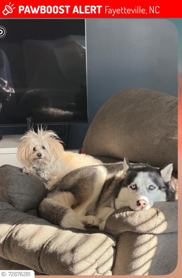 Lost Male Dog last seen Yadkin, Fayetteville, NC 28305