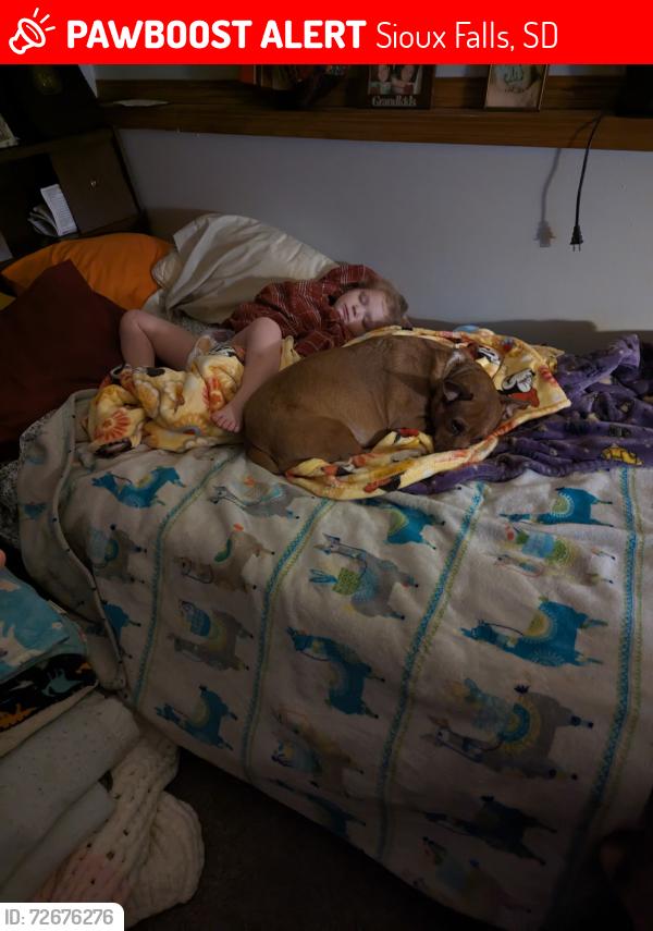 Lost Male Dog last seen W McClellan and Kiwanis, Sioux Falls, SD 57104