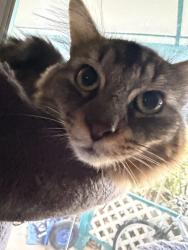 Lost Male Cat last seen Walmart, Merritt Island, FL 32952