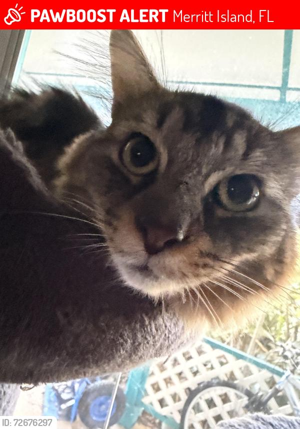 Lost Male Cat last seen Walmart, Merritt Island, FL 32952