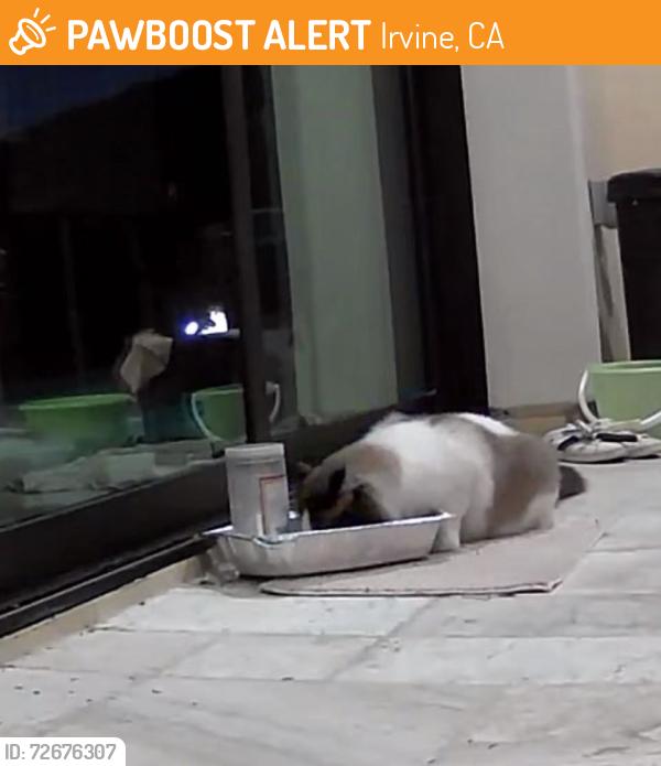 Found/Stray Unknown Cat last seen Lake forest drive, Irvine, CA 92618