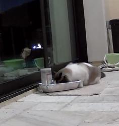 Found/Stray Unknown Cat last seen Lake forest drive, Irvine, CA 92618