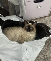 Lost Male Cat last seen Melrose and Col, Los Angeles, CA 90038
