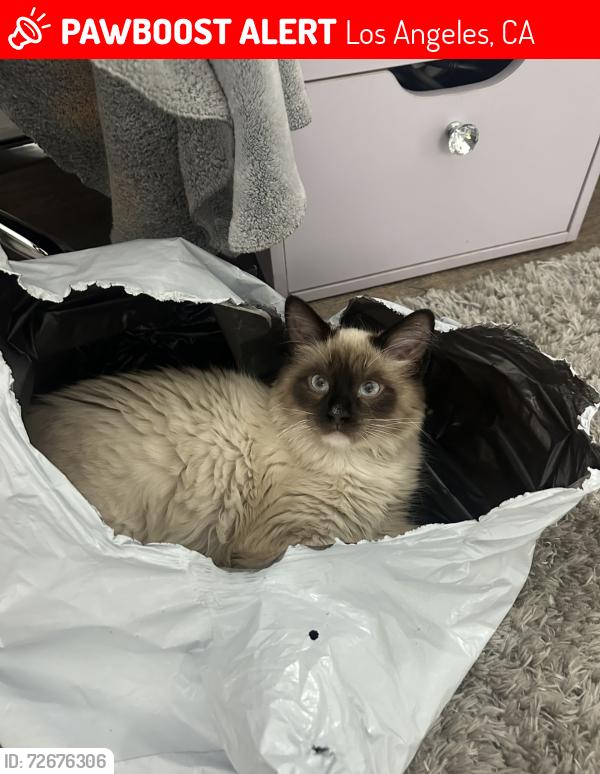 Lost Male Cat last seen Melrose and Col, Los Angeles, CA 90038