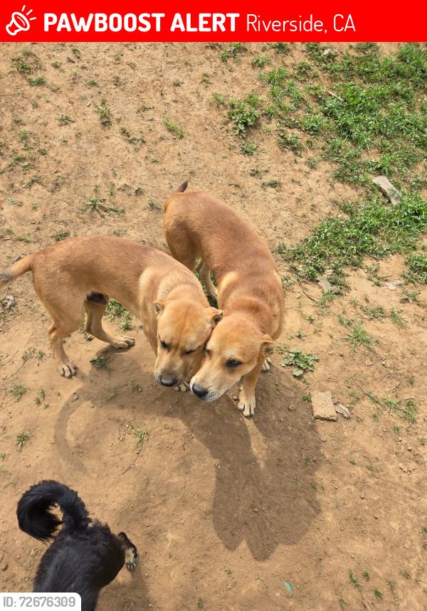 Lost Male Dog last seen Kansas and 14th st, Riverside, CA 92507