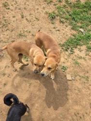 Lost Male Dog last seen Kansas and 14th st, Riverside, CA 92507