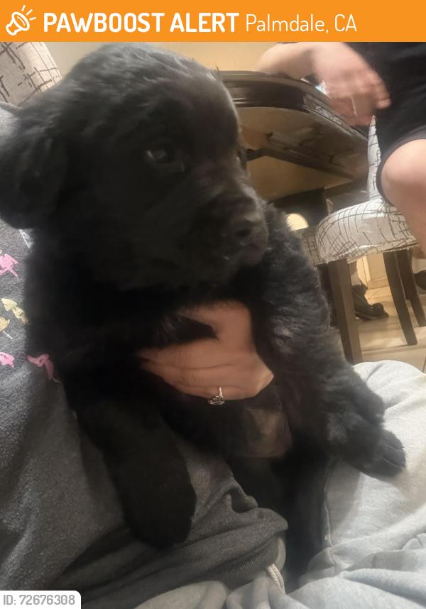 Found/Stray Female Dog last seen Food for less , Palmdale, CA 93350