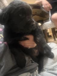 Found/Stray Female Dog last seen Food for less , Palmdale, CA 93350