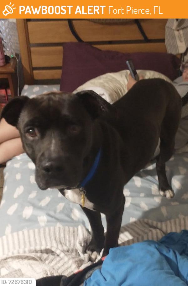 Found/Stray Male Dog last seen Tumbling kling Rd , Fort Pierce, FL 34982