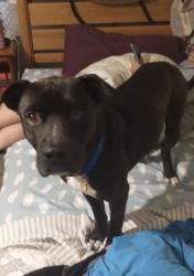 Found/Stray Male Dog last seen Tumbling kling Rd , Fort Pierce, FL 34982