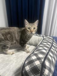 Found/Stray Female Cat last seen Mariposa and 6th street Los angeles, Los Angeles, CA 90020