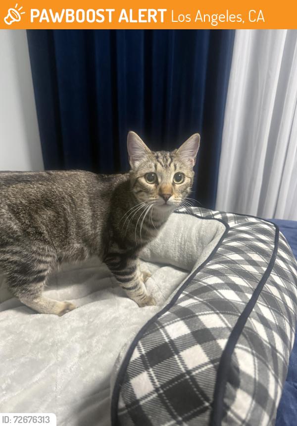 Found/Stray Female Cat last seen Mariposa and 6th street Los angeles, Los Angeles, CA 90020