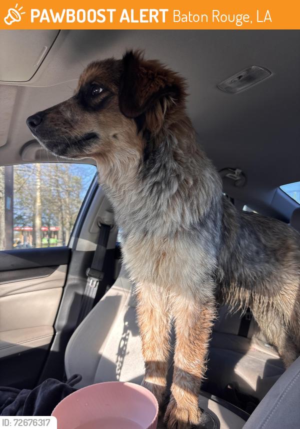 Found/Stray Female Dog last seen Greenwell springs & Joor , Baton Rouge, LA 70814
