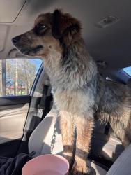 Found/Stray Female Dog last seen Greenwell springs & Joor , Baton Rouge, LA 70814
