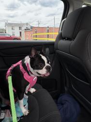 Lost Female Dog last seen Drakes creek rd / stop 30, Hendersonville, TN 37075