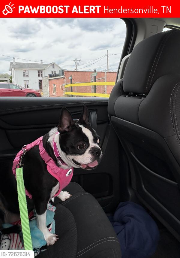 Lost Female Dog last seen Drakes creek rd / stop 30, Hendersonville, TN 37075