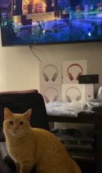 Lost Male Cat last seen Near S 9100 W, Magna, UT 84044