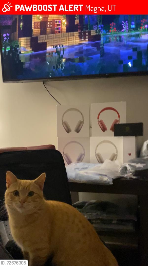 Lost Male Cat last seen Near S 9100 W, Magna, UT 84044